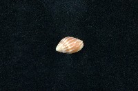 藏品(大燄筆螺)的圖片